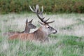 Red deer with jackdaw, Cervus elaphus Royalty Free Stock Photo