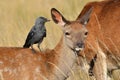 Red deer with jackdaw, Cervus elaphus Royalty Free Stock Photo