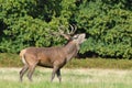 Red deer with jackdaw, Cervus elaphus Royalty Free Stock Photo