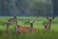 Red deer from Kopacki rit, Croatia Royalty Free Stock Photo