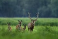 Red deer from Kopacki rit, Croatia Royalty Free Stock Photo