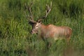 Red deer from Kopacki rit, Croatia Royalty Free Stock Photo