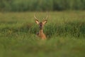 Red deer from Kopacki rit, Croatia Royalty Free Stock Photo