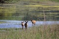 Red deer from Kopacki rit, Croatia Royalty Free Stock Photo