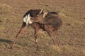 Red deer - Kronhjort - Cervus elaphus Sniffing his ass, genitals. Breeding season