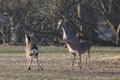 Red deer - Kronhjort - Cervus elaphus walks on a path in forest