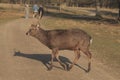 Red deer - Kronhjort - Cervus elaphus walks on a path in forest near distance