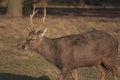 Red deer - Kronhjort - Cervus elaphus walks on a path in forest near distance