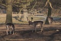 Red deer - Kronhjort - Cervus elaphus walks on a path in forest