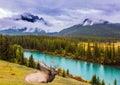 Red deer and lake with azure water