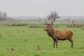 Red deer with large antlers standing proud Royalty Free Stock Photo