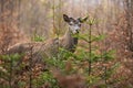 Red deer looking in forest in springtime nature.