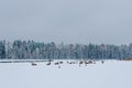 Red deer lying in a meadow on snow and resting Royalty Free Stock Photo