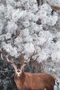 Red deer in a magical winter forest. Fabulous natural Christmas image. Royalty Free Stock Photo