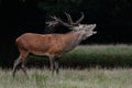 Red deer male call at the mating time, autumn