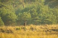 Male red deer stag cervus elaphus, rutting during sunset Royalty Free Stock Photo