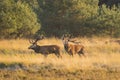 Male red deer stag cervus elaphus, rutting during sunset Royalty Free Stock Photo