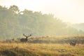 Male red deer stag cervus elaphus, rutting during sunset Royalty Free Stock Photo