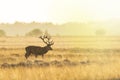 Male red deer stag cervus elaphus, rutting during sunset Royalty Free Stock Photo