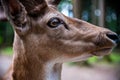 Red Deer male (Cervus elaphus) close up shot with beautiful eye Royalty Free Stock Photo