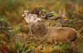 Red deer male roaring during the rutting season. Royalty Free Stock Photo