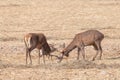 Red Deer males fighting Royalty Free Stock Photo