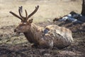 Red deer (maral)