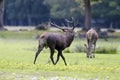 Red deer mating