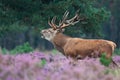 Red deer during mating season Royalty Free Stock Photo