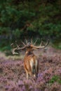 Red deer during mating season