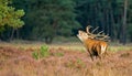 Red deer in mating season Royalty Free Stock Photo