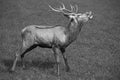 Red deer during mating season Royalty Free Stock Photo