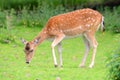 A red deer on a meadow eating grass Royalty Free Stock Photo