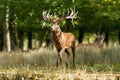 Red deer in the meadow during the rut Royalty Free Stock Photo