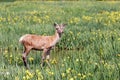 Red deer on a meadow, surrounded by yellow lilies.