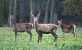 Red deer in Mesola Park, Ferrara, Italy