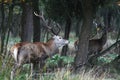 Red deer in Mesola Park, Ferrara, Italy