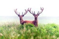 Red Deer in Morning Mist Royalty Free Stock Photo