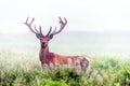 Red Deer in Morning Mist Royalty Free Stock Photo