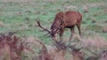 Red deer