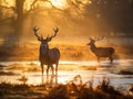 Ai Generated illustration Wildlife Concept of Red Deer in Morning Sun Royalty Free Stock Photo