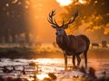 Red Deer in Morning Sun Royalty Free Stock Photo