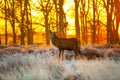 Red Deer in Morning Sun