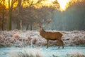 Red Deer in Morning Sun Royalty Free Stock Photo