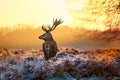 Red Deer in Morning Sun Royalty Free Stock Photo