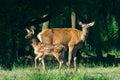 Red Deer mother and calf keeping close together Royalty Free Stock Photo