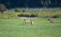 Red deer mother and fawn walking on meadow in front of forest Royalty Free Stock Photo