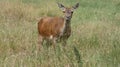 Red deer mother looking after her baby and on guard on a beautiful summer day in England Royalty Free Stock Photo