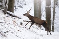 Red deer in movement in white forest in wintertime