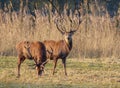 Red deer Royalty Free Stock Photo